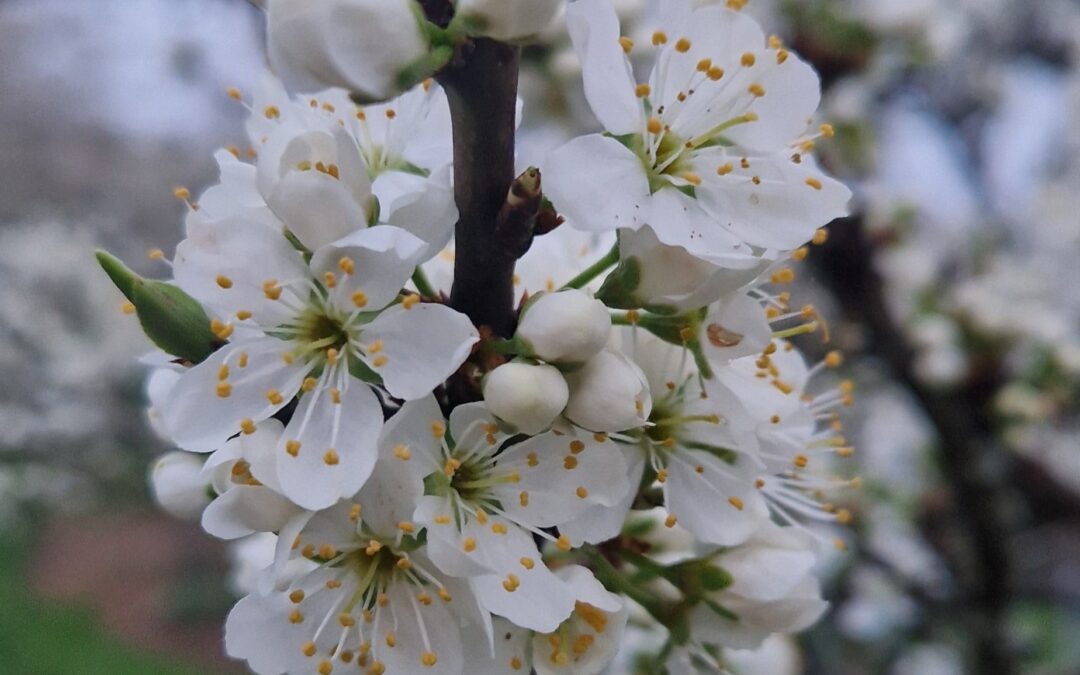 Frühlingserwachen in der TCM
