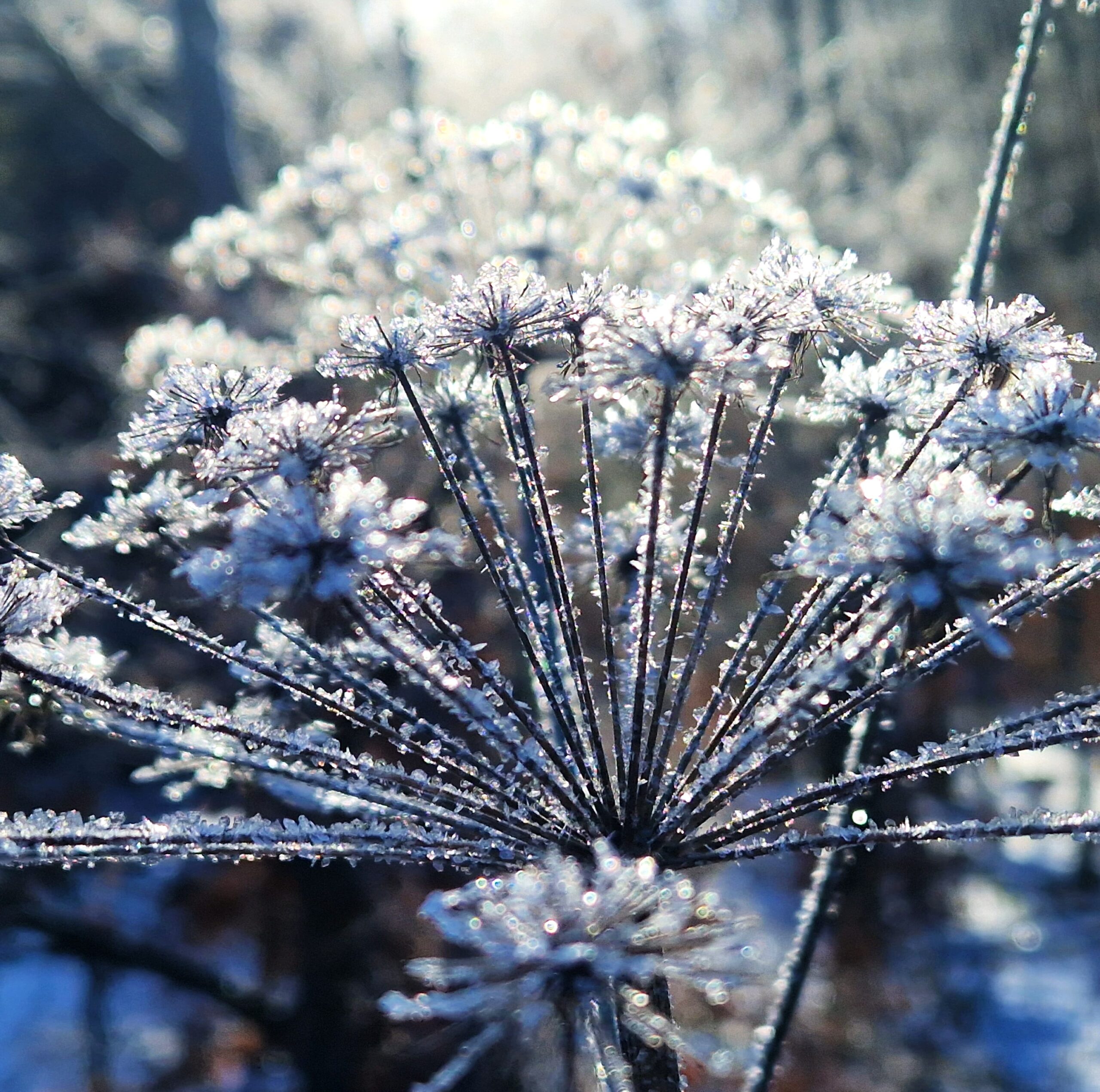 20260106_123858(1a) Frühlingserwachen in der TCM